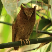 Syczek cejloński - Otus thilohoffmanni - Serendib Scops Owl