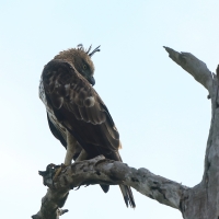 Wojownik indyjski - Nisaetus cirrhatus - Changeable Hawk Eagle