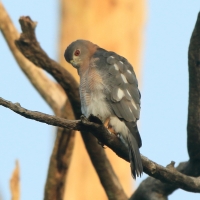 Krogulec mały - Accipiter badius  - Shikra