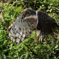 Wojownik indyjski - Nisaetus cirrhatus - Changeable Hawk Eagle