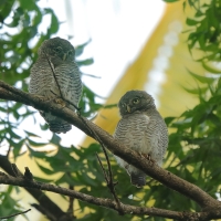 Sóweczka prążkowana - Glaucidium radiatum - Jungle Owlet
