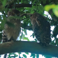 Ketupa bosonoga - Ketupa zeylonensis - Brown Fish Owl