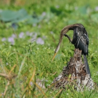 Wężówka indyjska - Anhinga melanogaster - Oriental Darter
