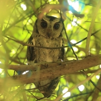 Syczek długouchy - Otus bakkamoena - Collared Scops Owl