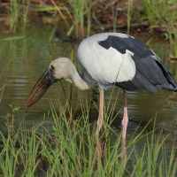 Kleszczak azjatycki - Anastomus oscitans - Asian Openbill