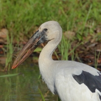 Kleszczak azjatycki - Anastomus oscitans - Asian Openbill
