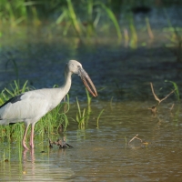 Kleszczak azjatycki - Anastomus oscitans - Asian Openbill