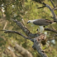 Bielik białobrzuchy - Haliaeetus leucogaster - White-bellied Sea Eagle