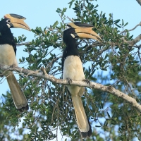 Dzioborożec orientalny - Anthracoceros coronatus - Malabar Pied Hornbill