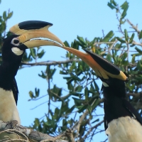Dzioborożec orientalny - Anthracoceros coronatus - Malabar Pied Hornbill