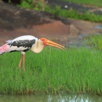Dławigad indyjski - Mycteria leucocephala - Painted Stork