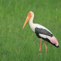 Dławigad indyjski - Mycteria leucocephala - Painted Stork