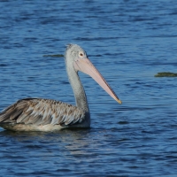 Pelikan indyjski - Pelecanus philippensis - Spot-billed Pelican
