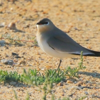 Żwirowiec mały - Glareola lactea - Little Pratincole/Small Pratincole