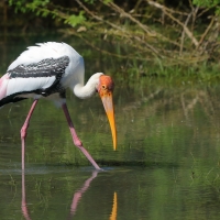 Dławigad indyjski - Mycteria leucocephala - Painted Stork
