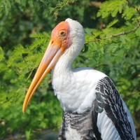 Dławigad indyjski - Mycteria leucocephala - Painted Stork