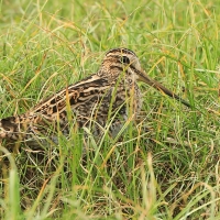 Bekas syberyjski - Gallinago stenura - Pintail Snipe