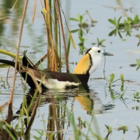 Długoszpon chiński - Hydrophasianus chirurgus - Pheasant-tailed Jacana
