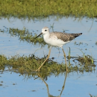 Brodziec pławny - Tringa stagnatilis - Marsh Sandpiper