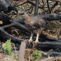 Wojownik indyjski - Nisaetus cirrhatus - Changeable Hawk Eagle