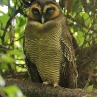 Puszczyk brunatny - Strix leptogrammica - Brown Wood Owl