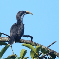 Dzioborożec cejloński - Ocyceros gingalensis - Sri Lanka Grey Hornbill