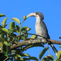 Dzioborożec cejloński - Ocyceros gingalensis - Sri Lanka Grey Hornbill