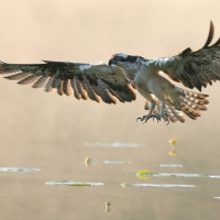 Rybołów - Pandion haliaetus - Osprey