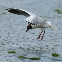 Śmieszka - Chroicocephalus ridibundus - Black-headed Gull