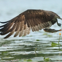 Rybołów - Pandion haliaetus - Osprey