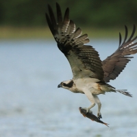 Rybołów - Pandion haliaetus - Osprey