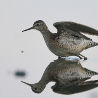 Łęczak - Tringa glareola - Wood Sandpiper