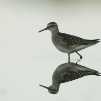 Łęczak - Tringa glareola - Wood Sandpiper