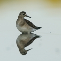 Łęczak - Tringa glareola - Wood Sandpiper