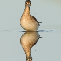 Łęczak - Tringa glareola - Wood Sandpiper