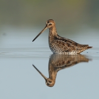 Kszyk - Gallinago gallinago - Common Snipe