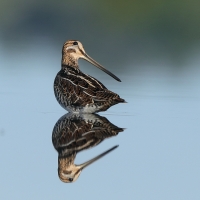Kszyk - Gallinago gallinago - Common Snipe