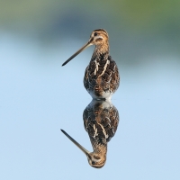 Kszyk - Gallinago gallinago - Common Snipe