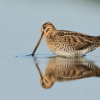 Kszyk - Gallinago gallinago - Common Snipe