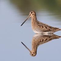 Kszyk - Gallinago gallinago - Common Snipe