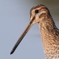 Kszyk - Gallinago gallinago - Common Snipe