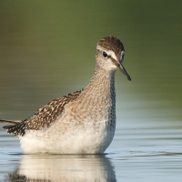 Łęczak - Tringa glareola - Wood Sandpiper