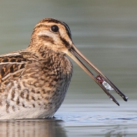 Kszyk - Gallinago gallinago - Common Snipe