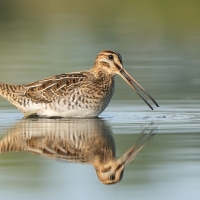 Kszyk - Gallinago gallinago - Common Snipe