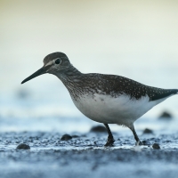 Samotnik - Tringa ochropus - Green Sandpiper