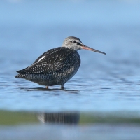 Brodziec śniady - Tringa erythropus - Spotted Redshank