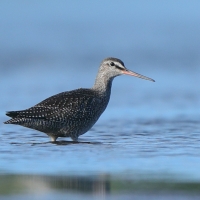 Brodziec śniady - Tringa erythropus - Spotted Redshank