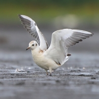Śmieszka - Chroicocephalus ridibundus - Black-headed Gull