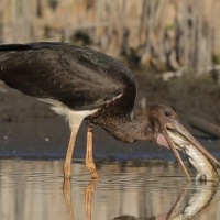 Bocian czarny - Ciconia nigra - Black Stork