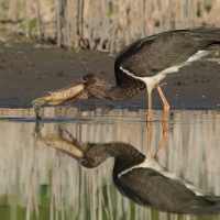 Bocian czarny - Ciconia nigra - Black Stork